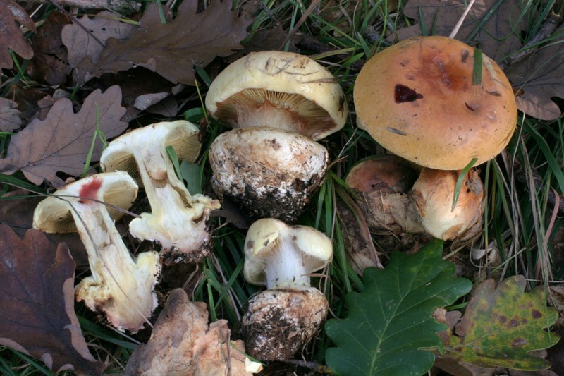 Cortinarius fotog. il 30.11.2010.
